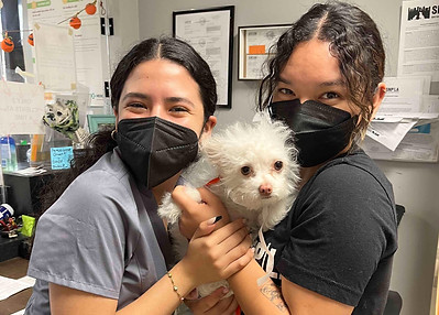 Two vet techs holding small white dog