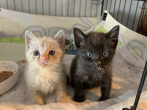 Adorable kittens with food on faces