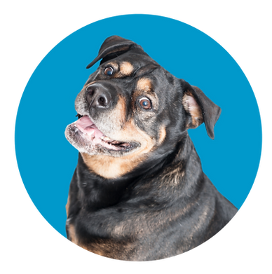 Handsome rotweiler dog smiles at camera